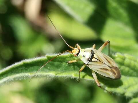 Image of Calocoris roseomaculatus (De Geer 1773)