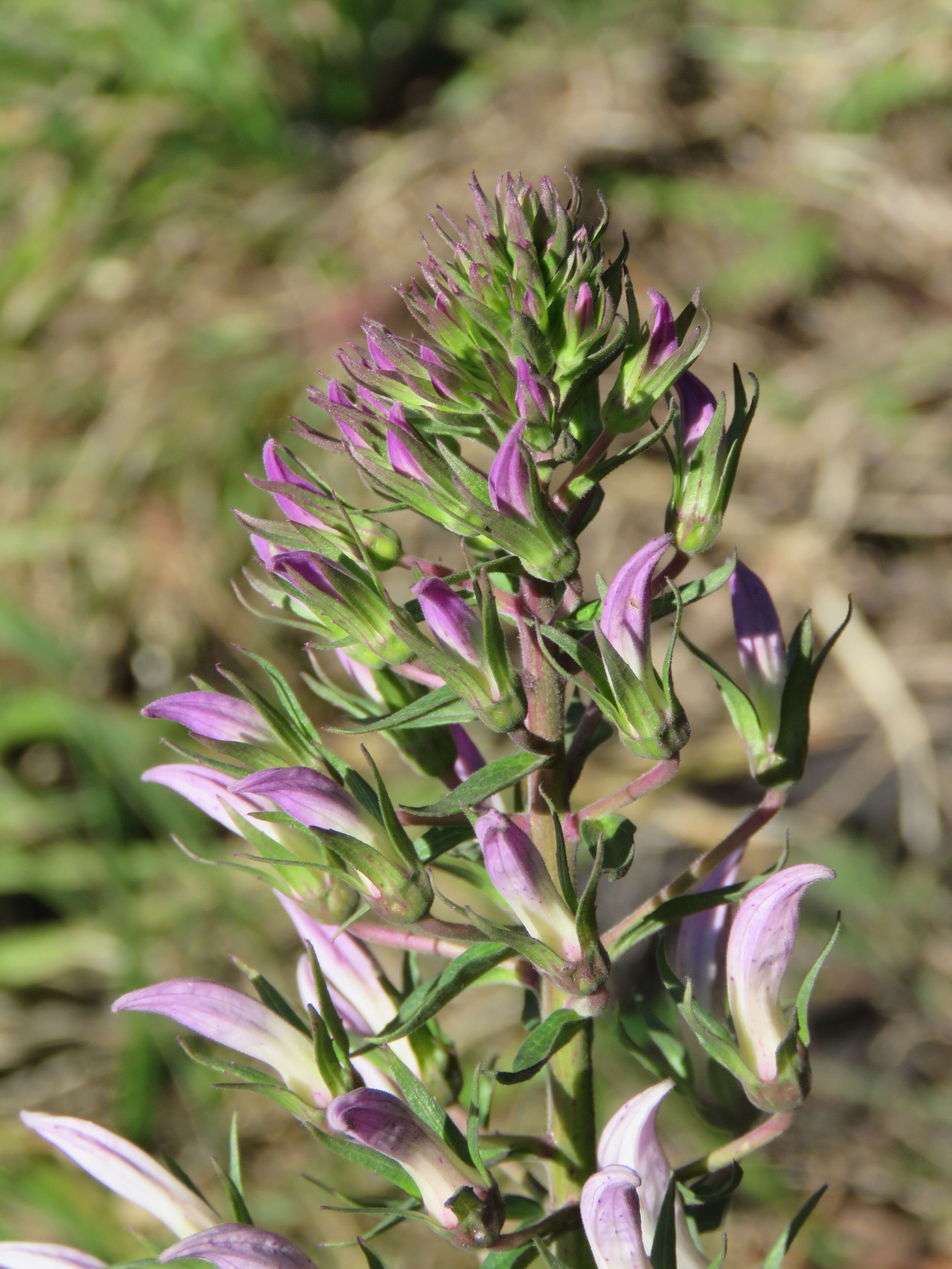 Lobelia nicotianifolia Roth resmi