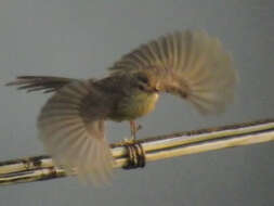 Prinia flaviventris (Delessert 1840) resmi