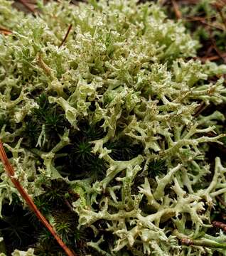 Image of Thorn cladonia