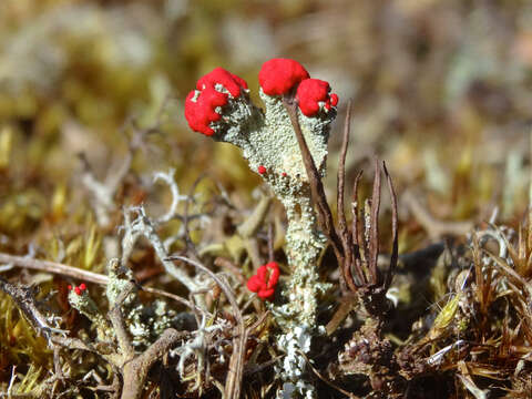 Image of Cladonia coccifera