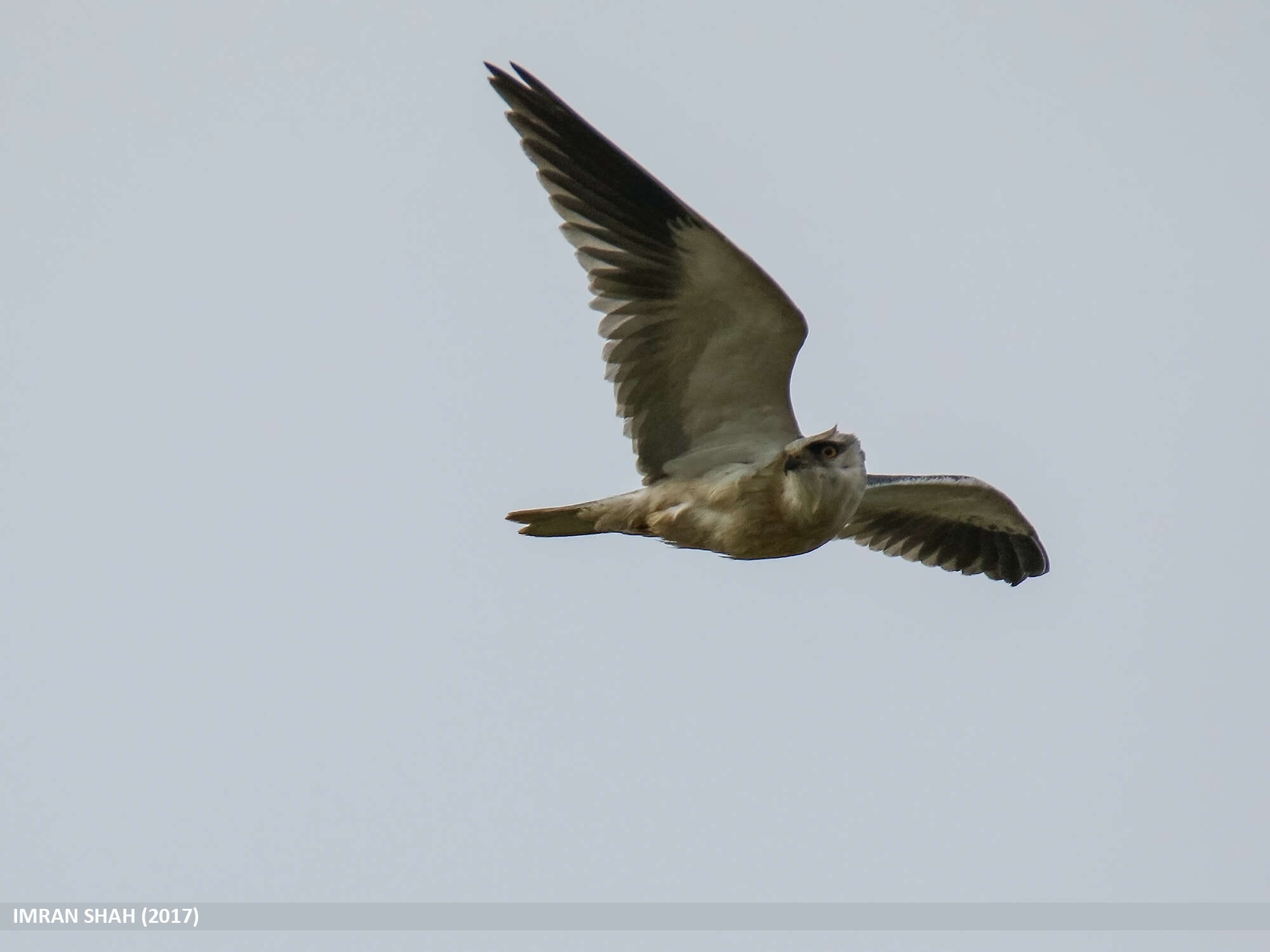 Image of Black-shouldered Kite