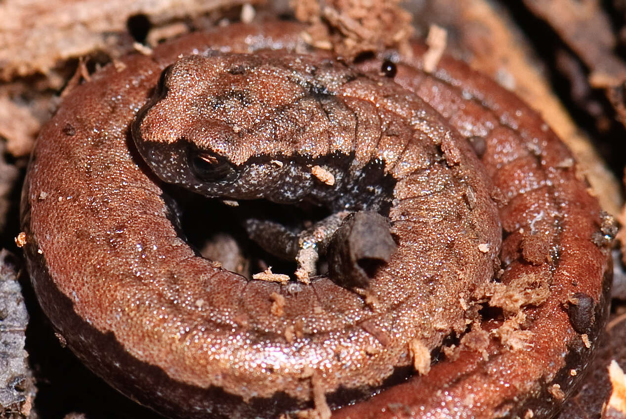 Image of California Slender Salamander