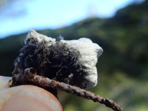 Image of British felt lichen