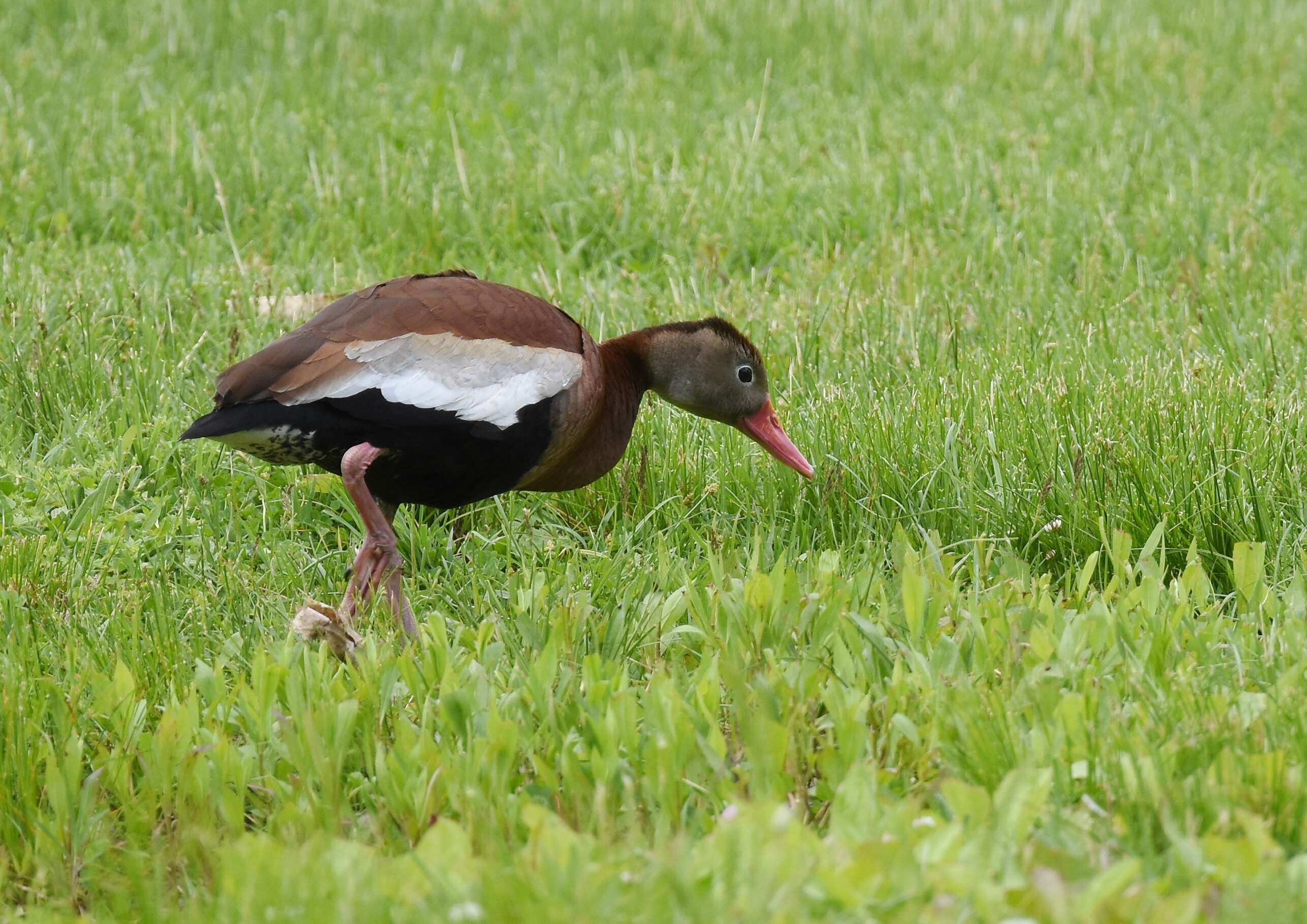 Image of Black-bellied Whistling Duck
