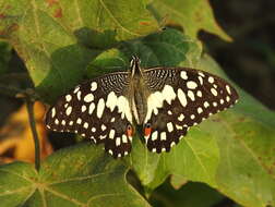 Plancia ëd Papilio demoleus Linnaeus 1758