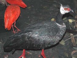 Image of Northern Screamer