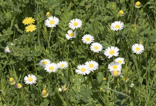 Image of Southern Daisy