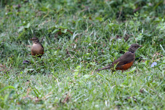 Image of Rufous-bellied Thrush