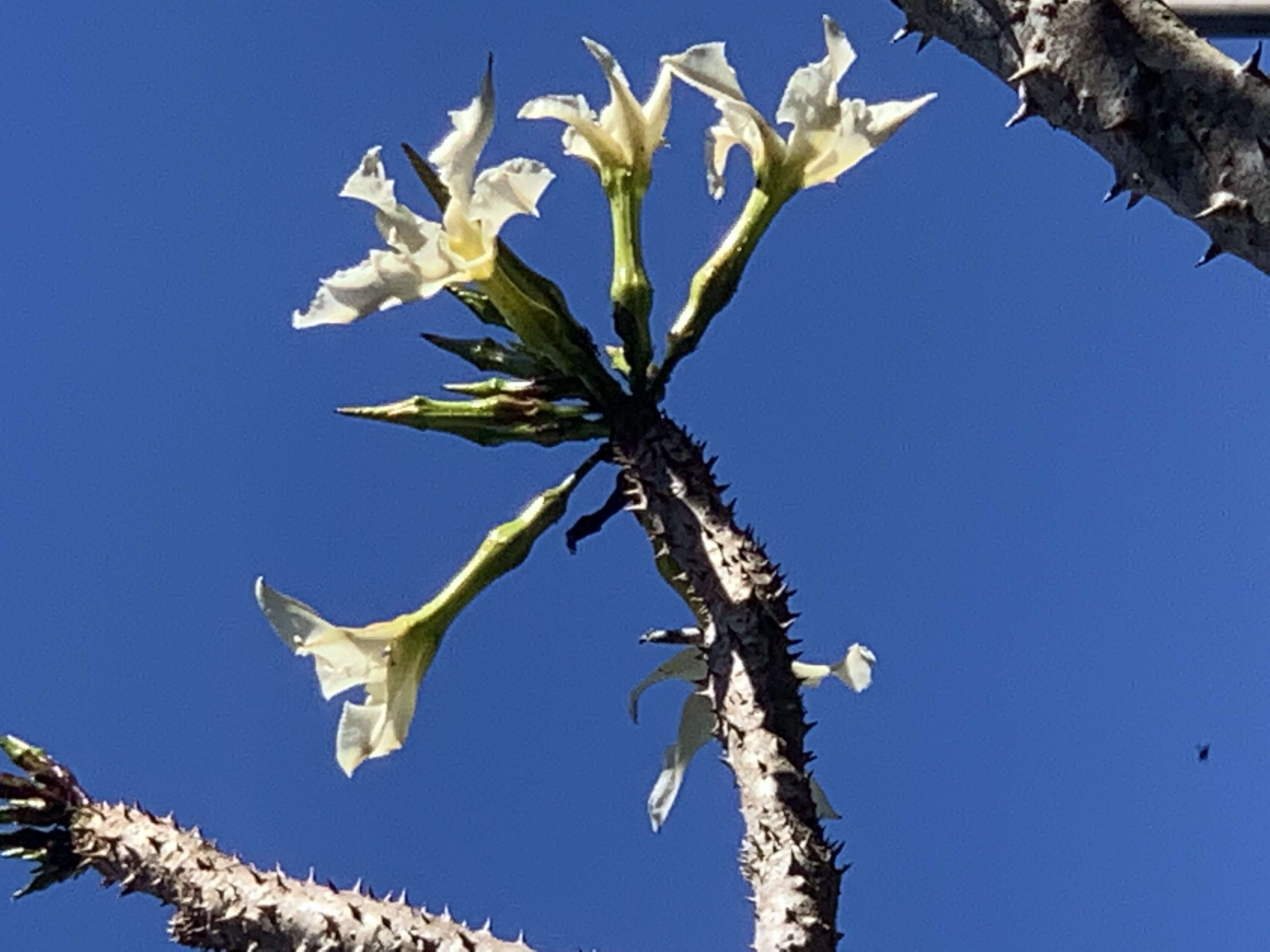 Image of Pachypodium rutenbergianum Vatke