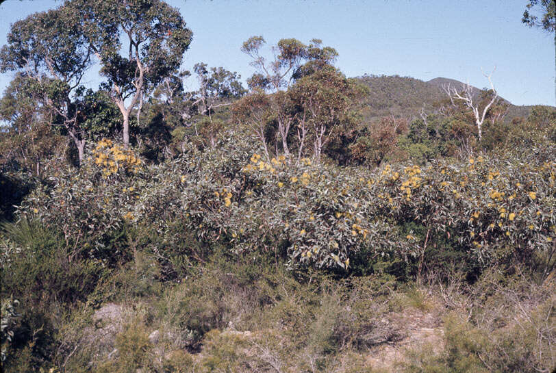 Image of long-flower marlock