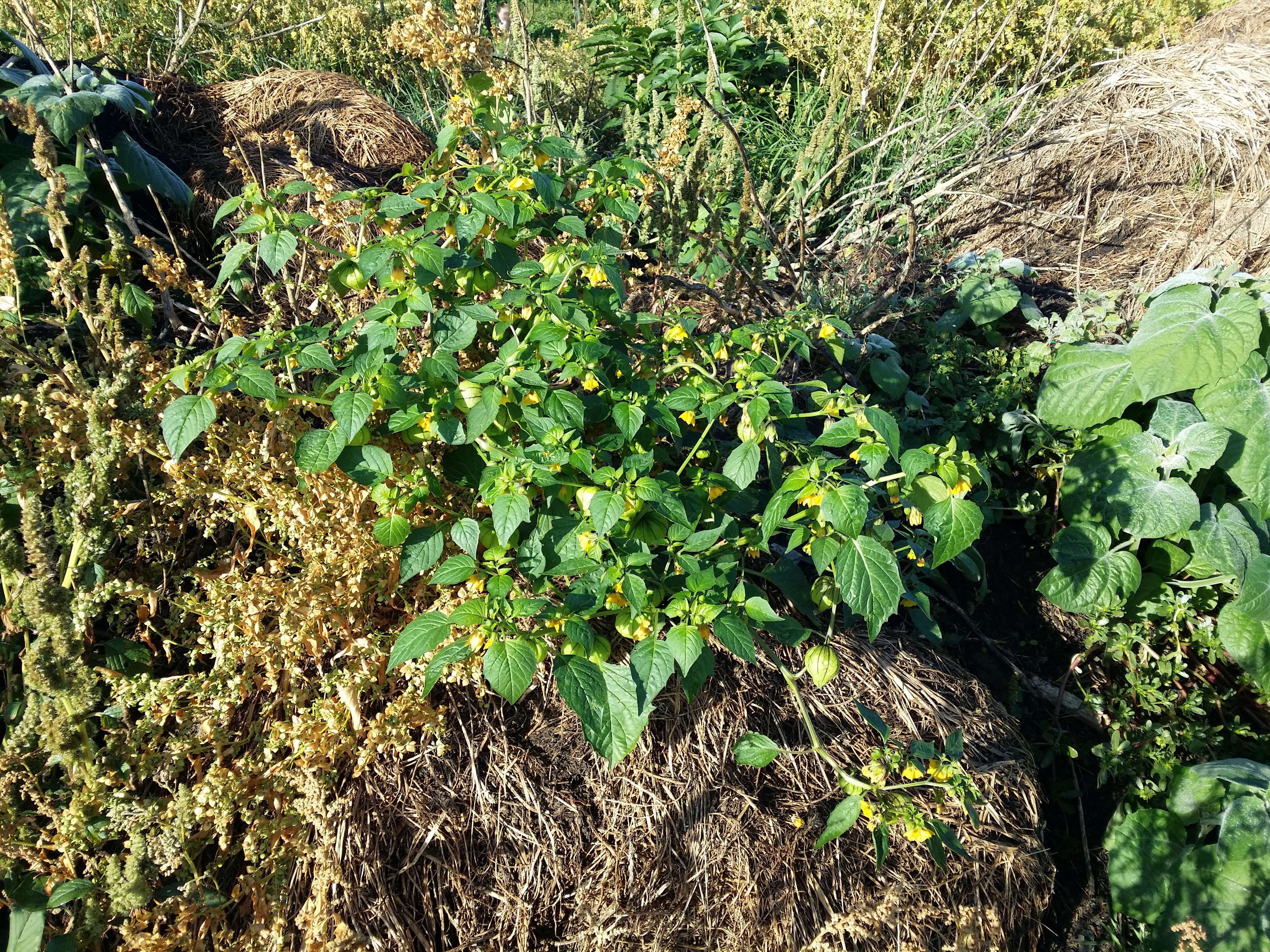 Image de Tomatille