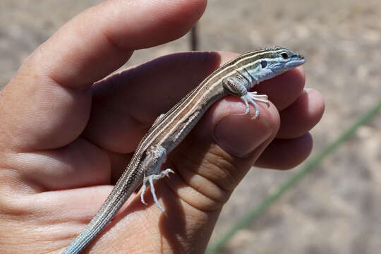 Image of Aspidoscelis inornatus (Baird 1859)