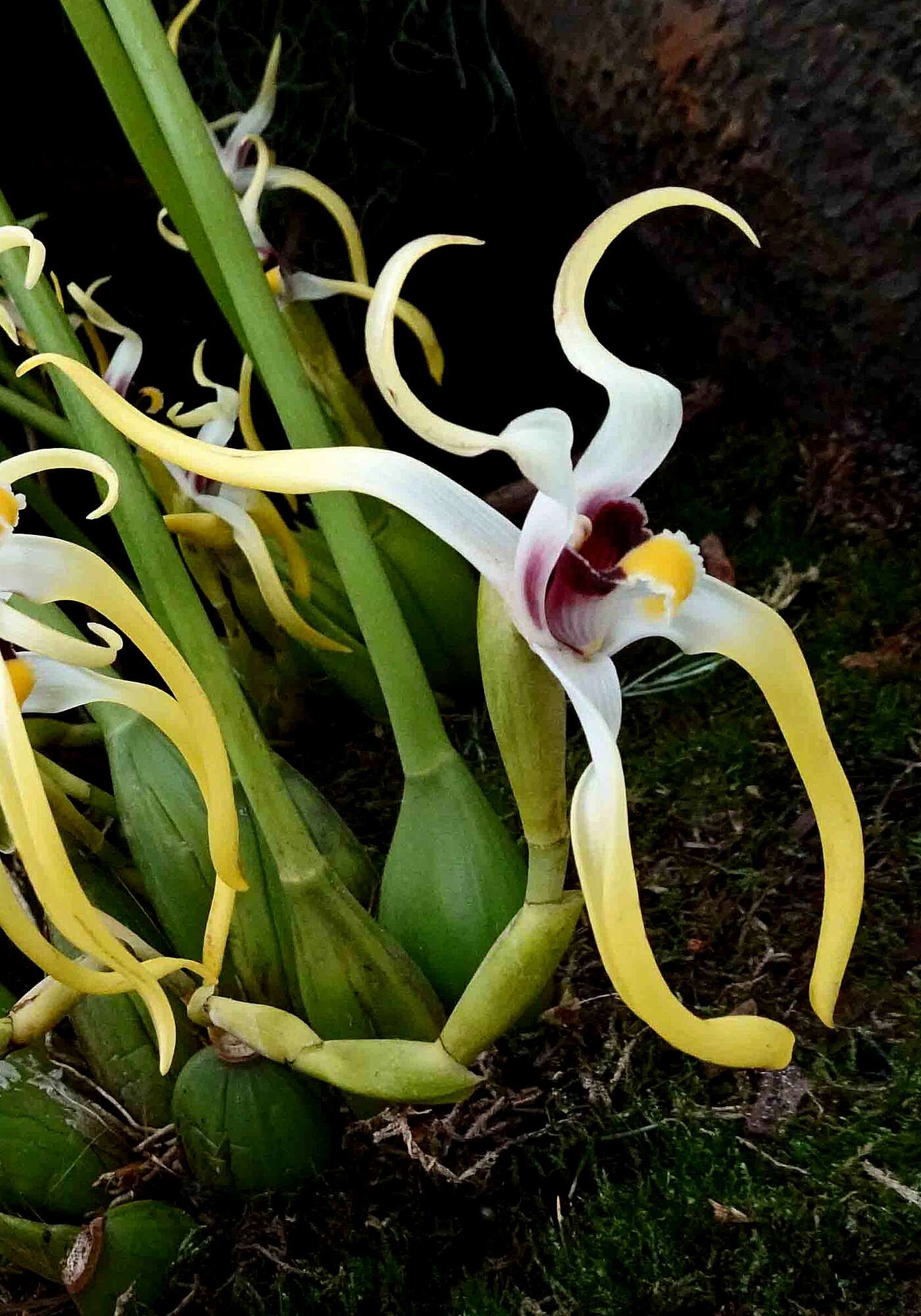 Image of Tiger orchids