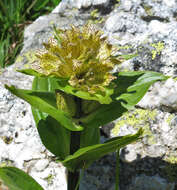 Image of Spotted Gentian