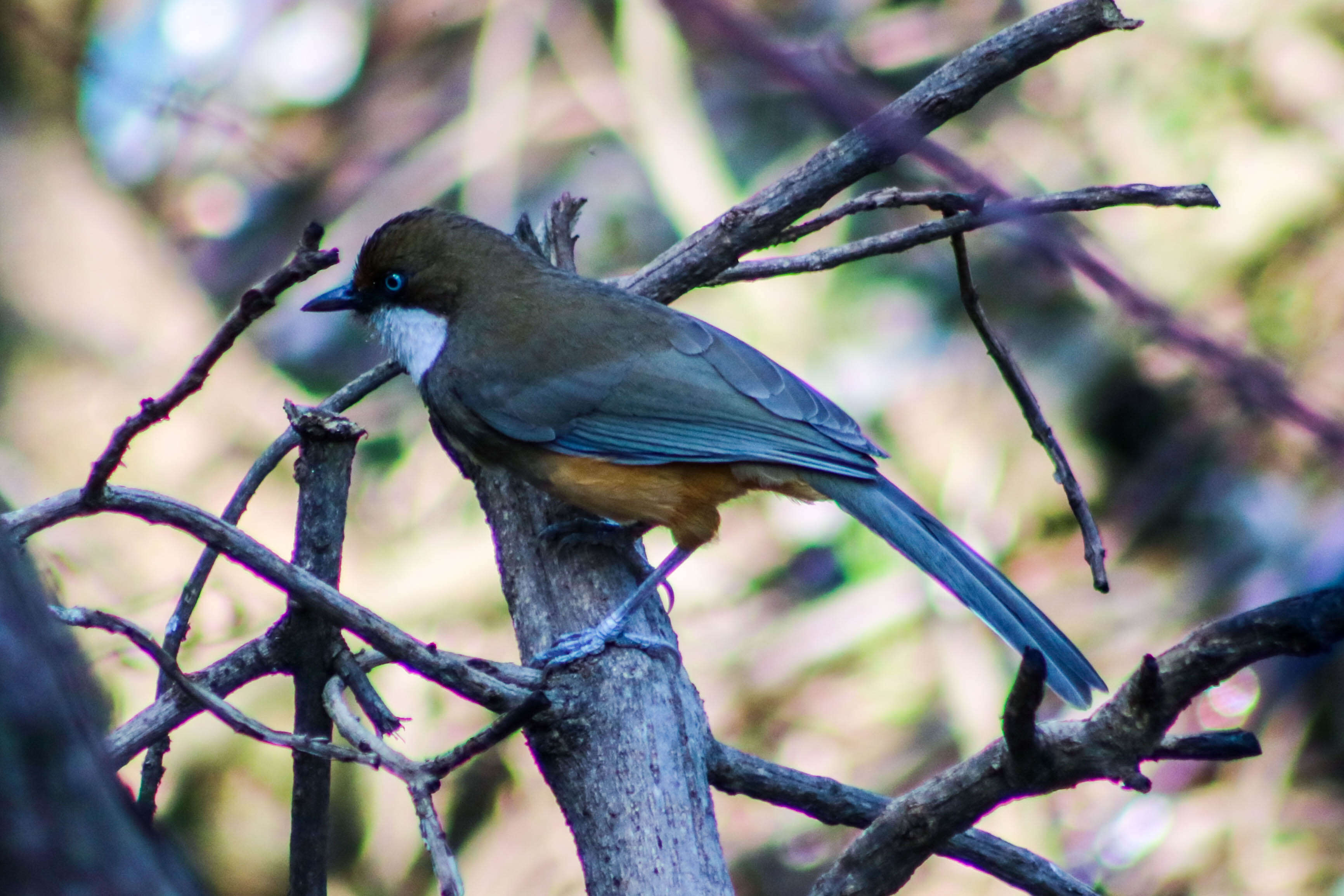 Слика од Garrulax albogularis