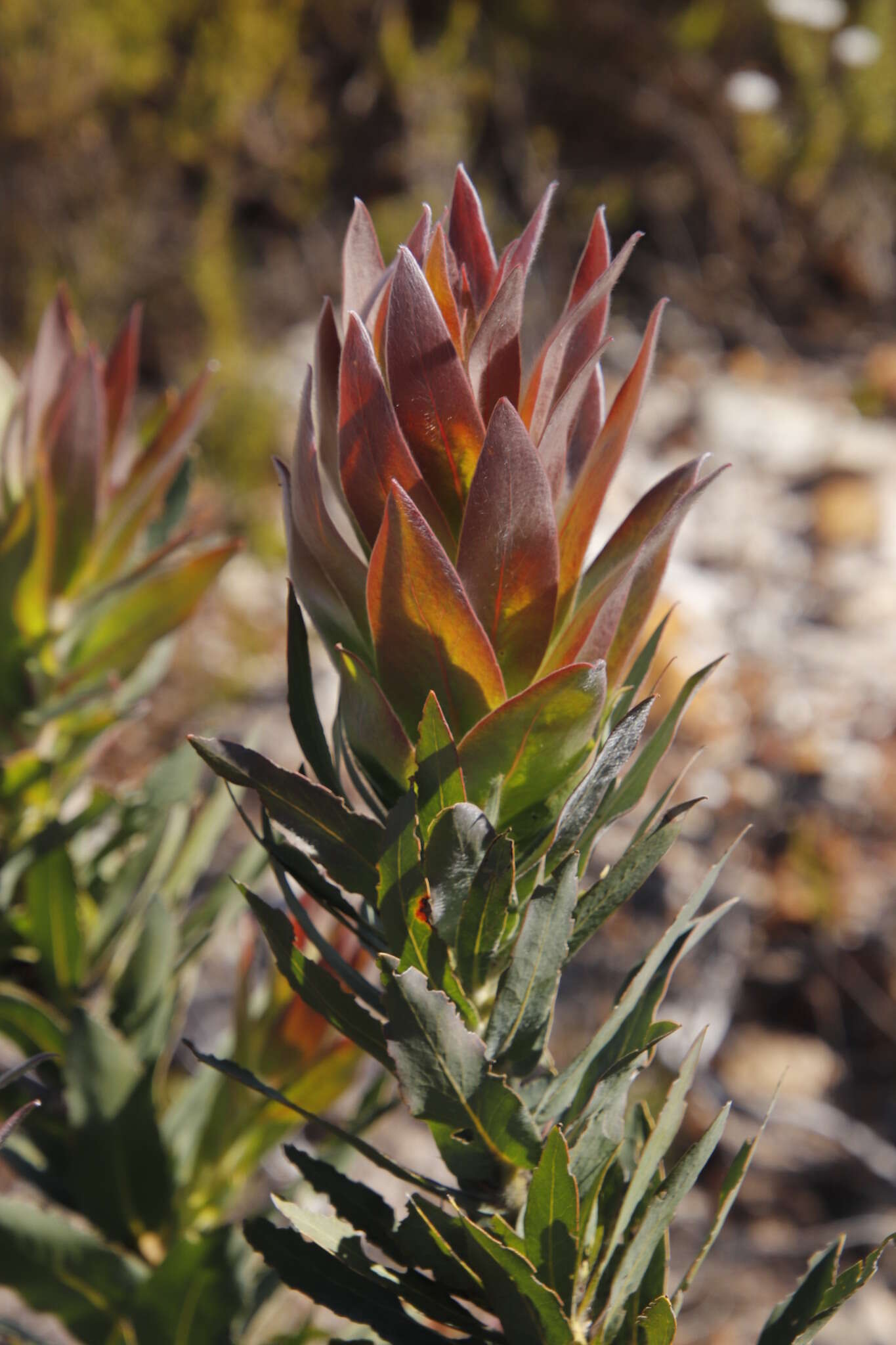 Plancia ëd Protea coronata Lam.