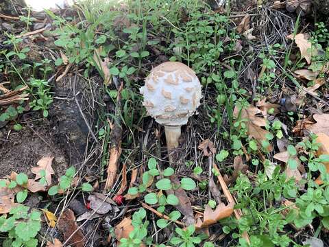 Plancia ëd Chlorophyllum rhacodes