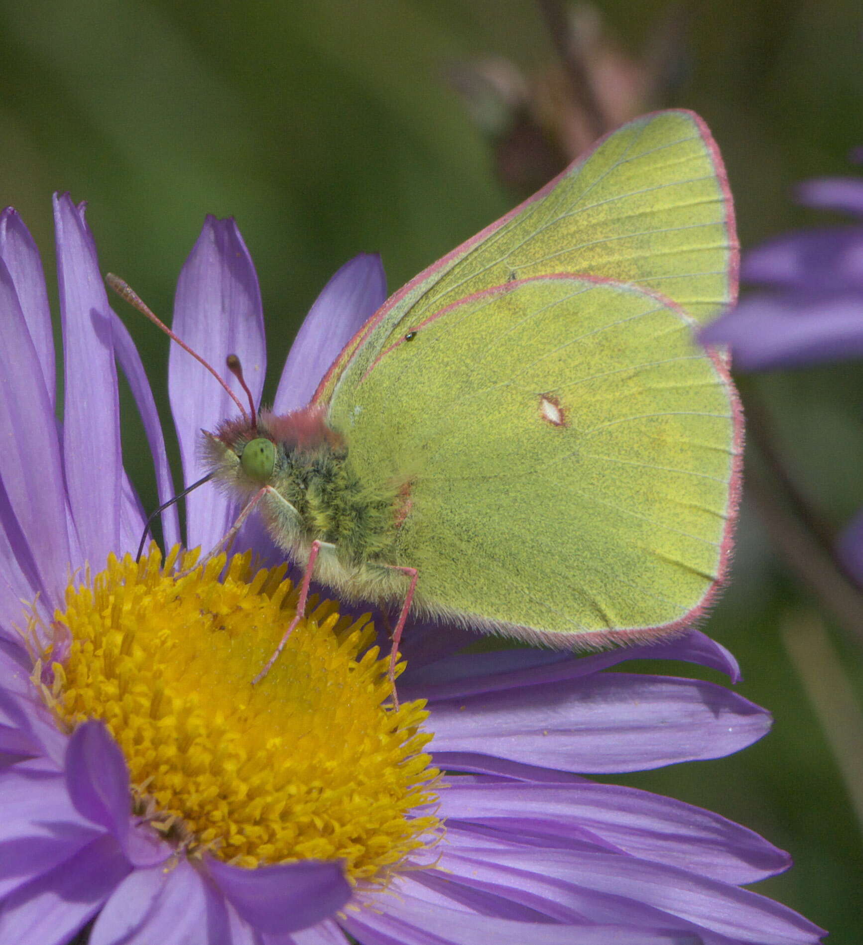 Colias meadii Edwards 1871 resmi