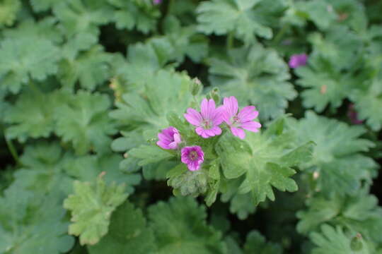 Imagem de Geranium molle L.