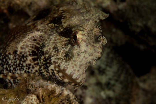 Image of Giant blenny