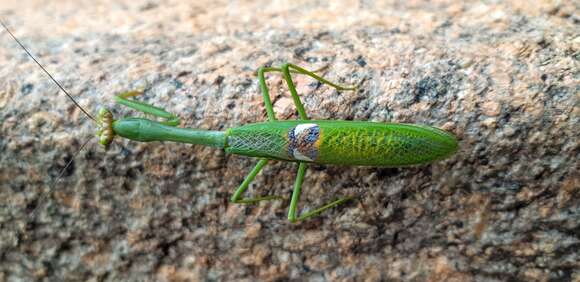 Image of Stagmatoptera