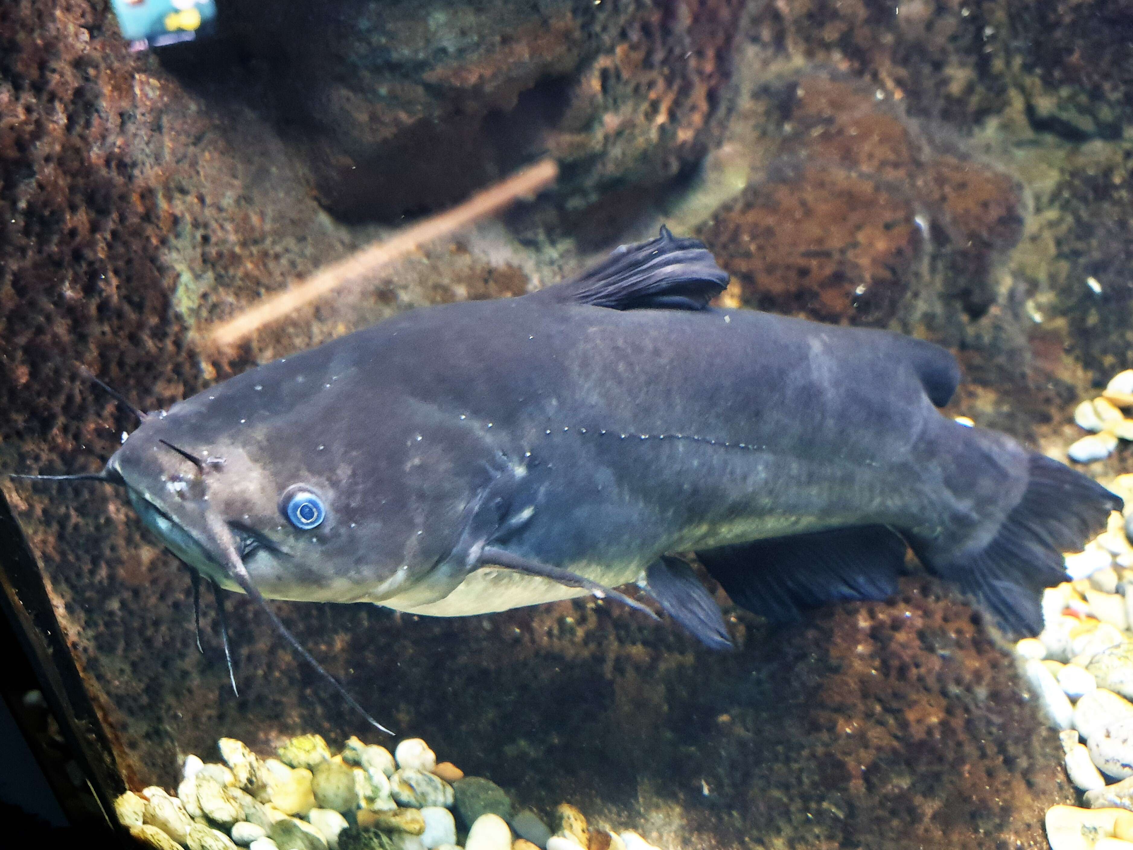 Image of Black Bullhead