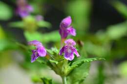 Image of Red hemp nettle