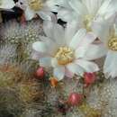 Imagem de Rebutia pulvinosa F. Ritter & Buining