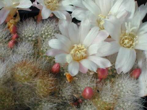 Imagem de Rebutia pulvinosa F. Ritter & Buining