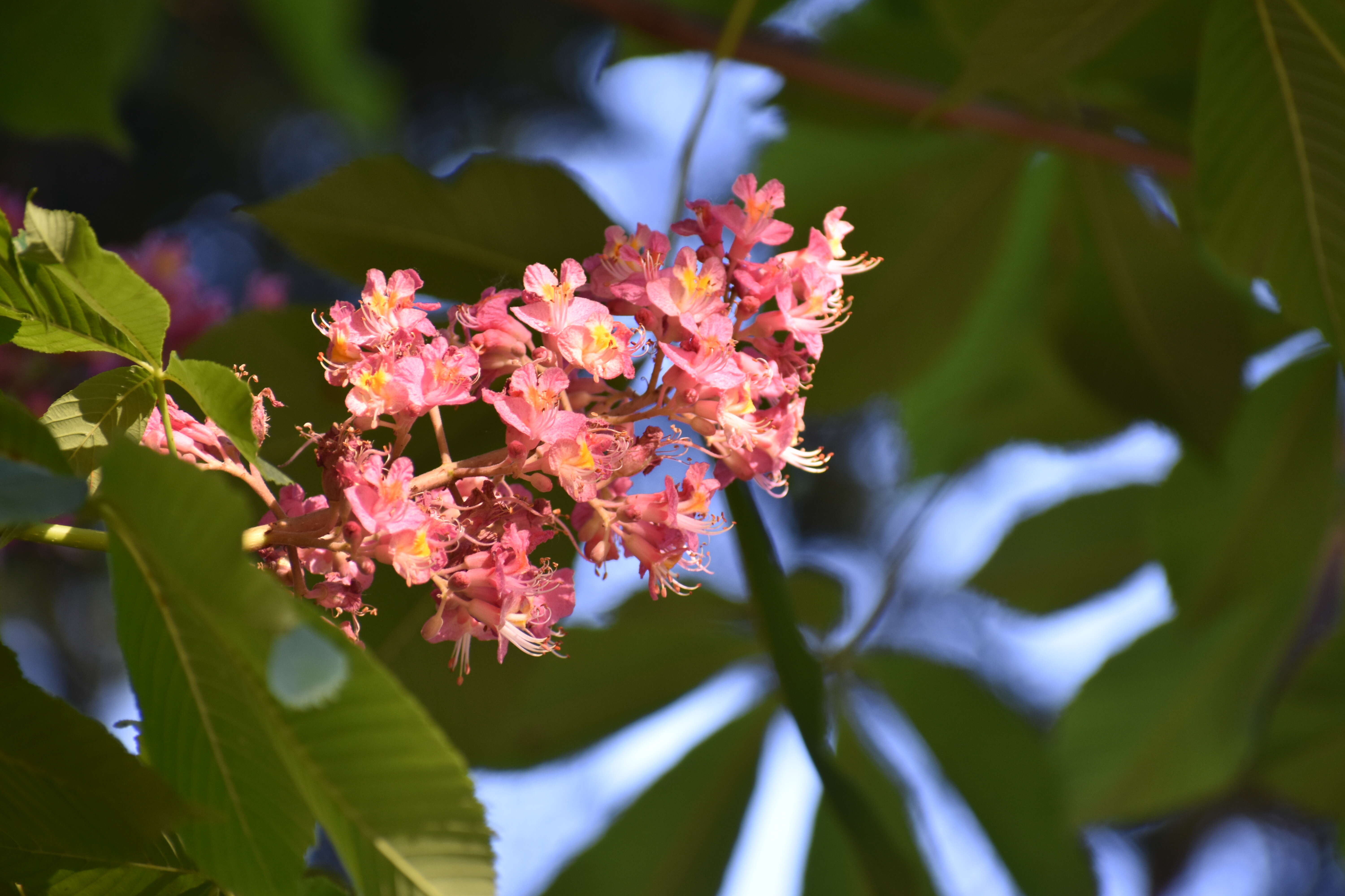 Image of red horse-chestnut