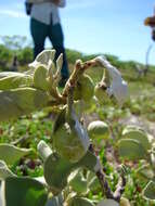 Image de Solanum nelsonii Dun.