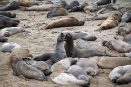 Image of Northern Elephant Seal