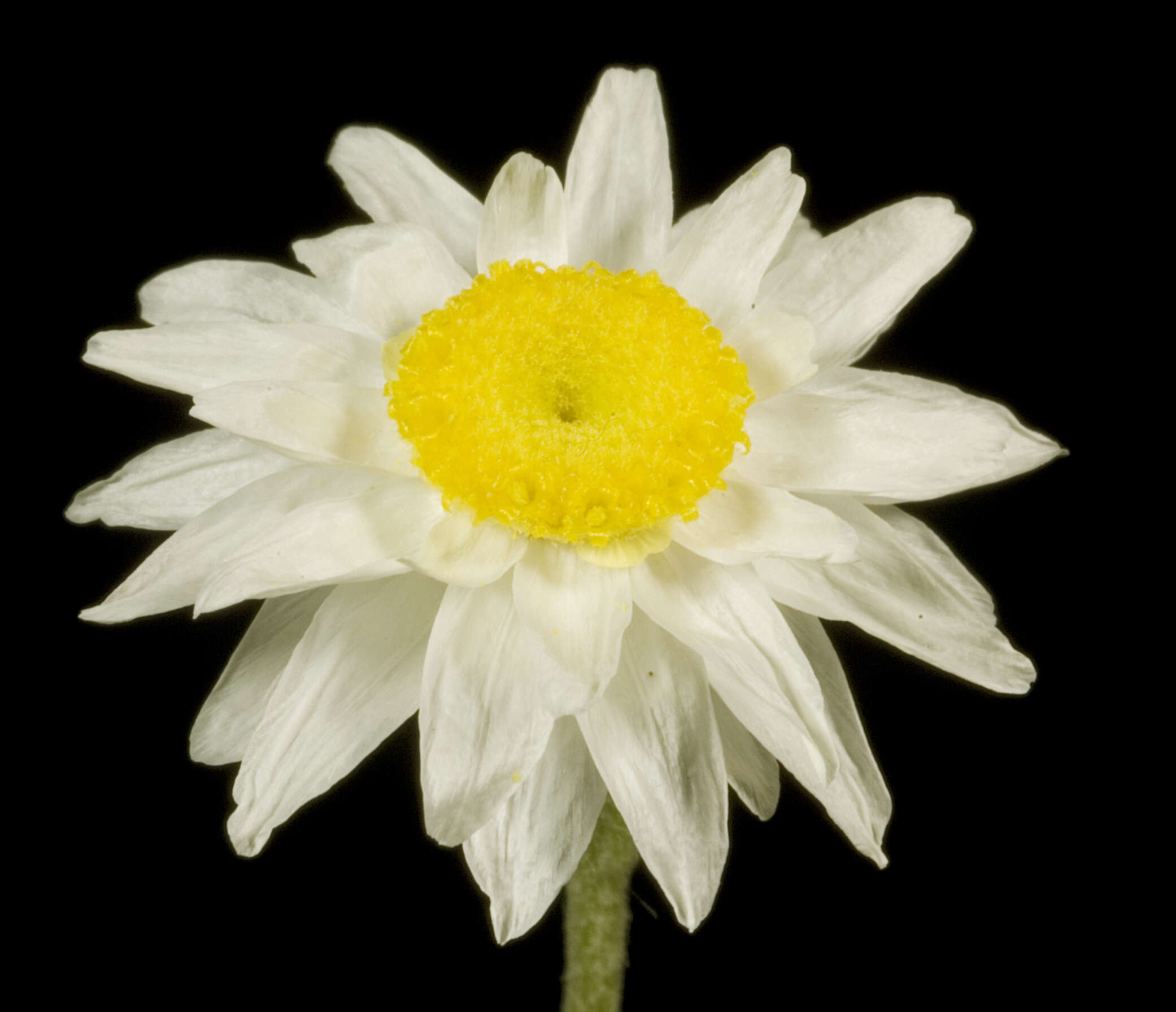 Image of Hyalosperma cotula (Benth.) P. G. Wilson