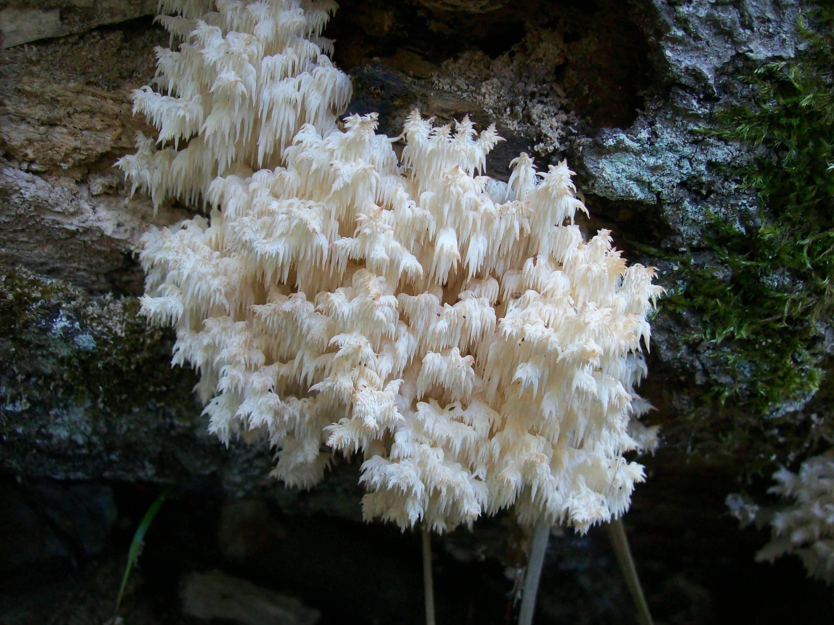 Hericium coralloides (Scop.) Pers. 1794 resmi