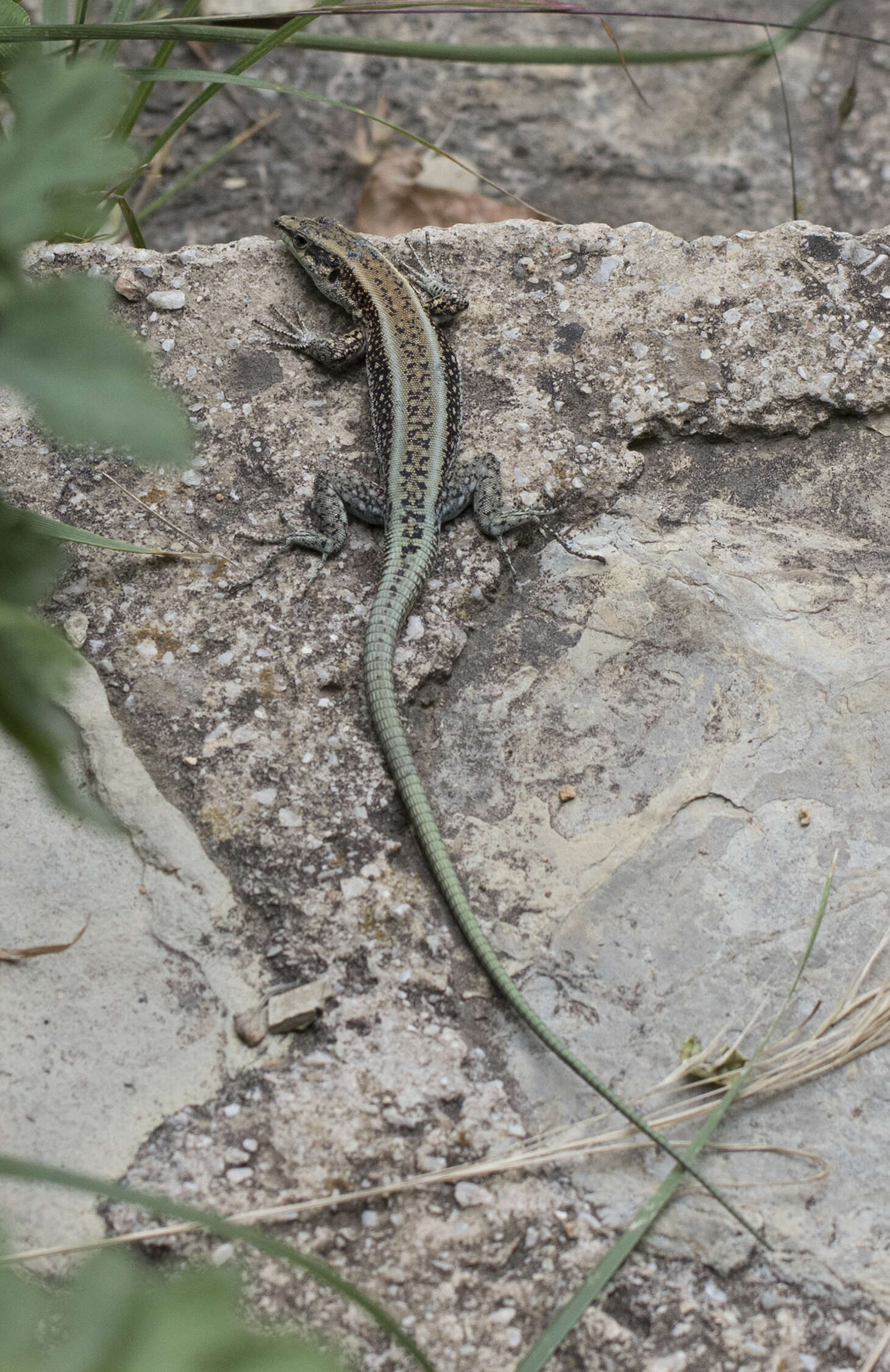 Image of Danford's Lizard