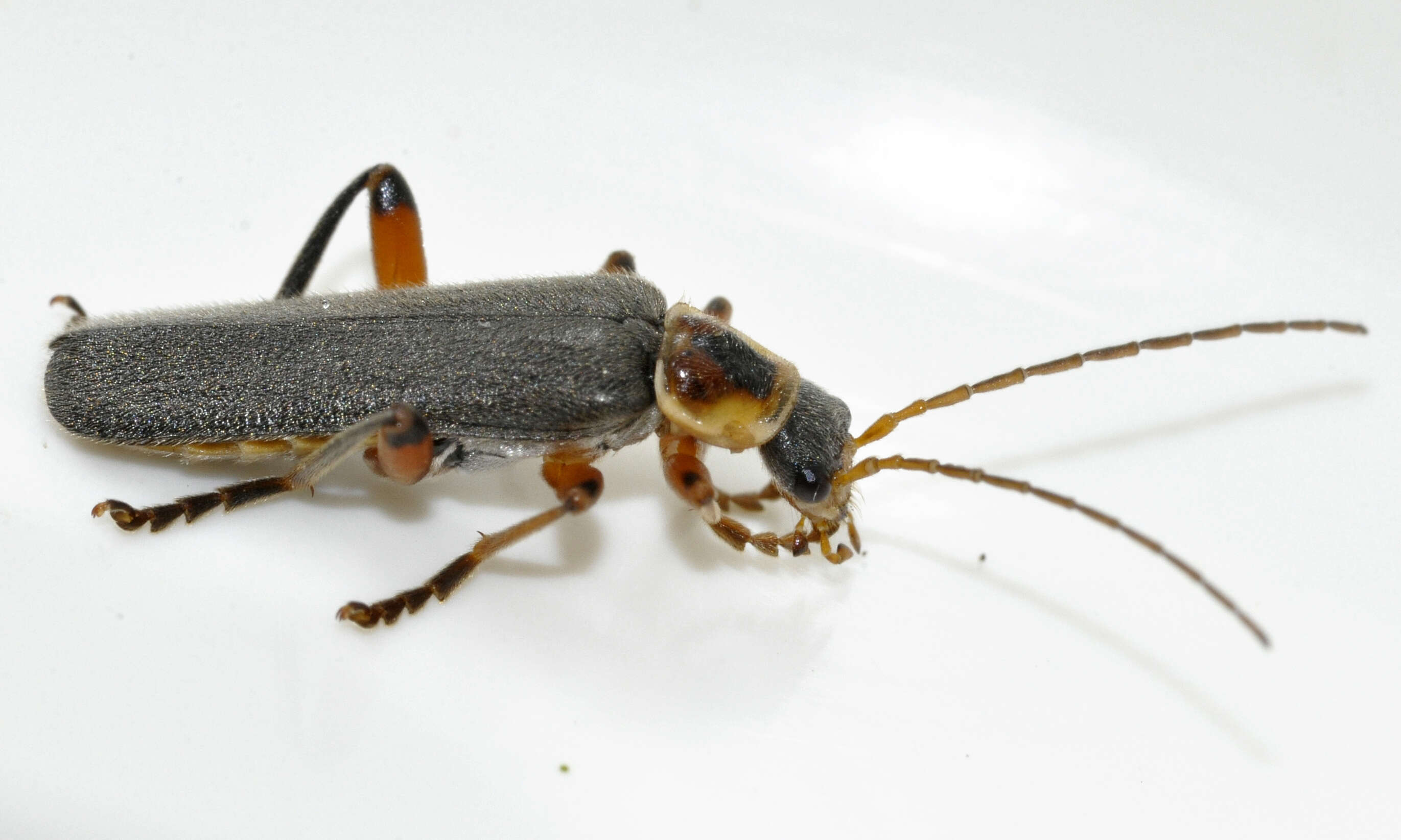 Imagem de Cantharis nigricans