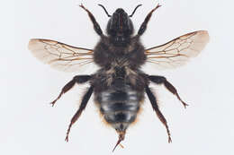 Image of Shrill carder bee