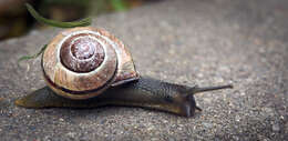 Image of Brown Lipped Snail