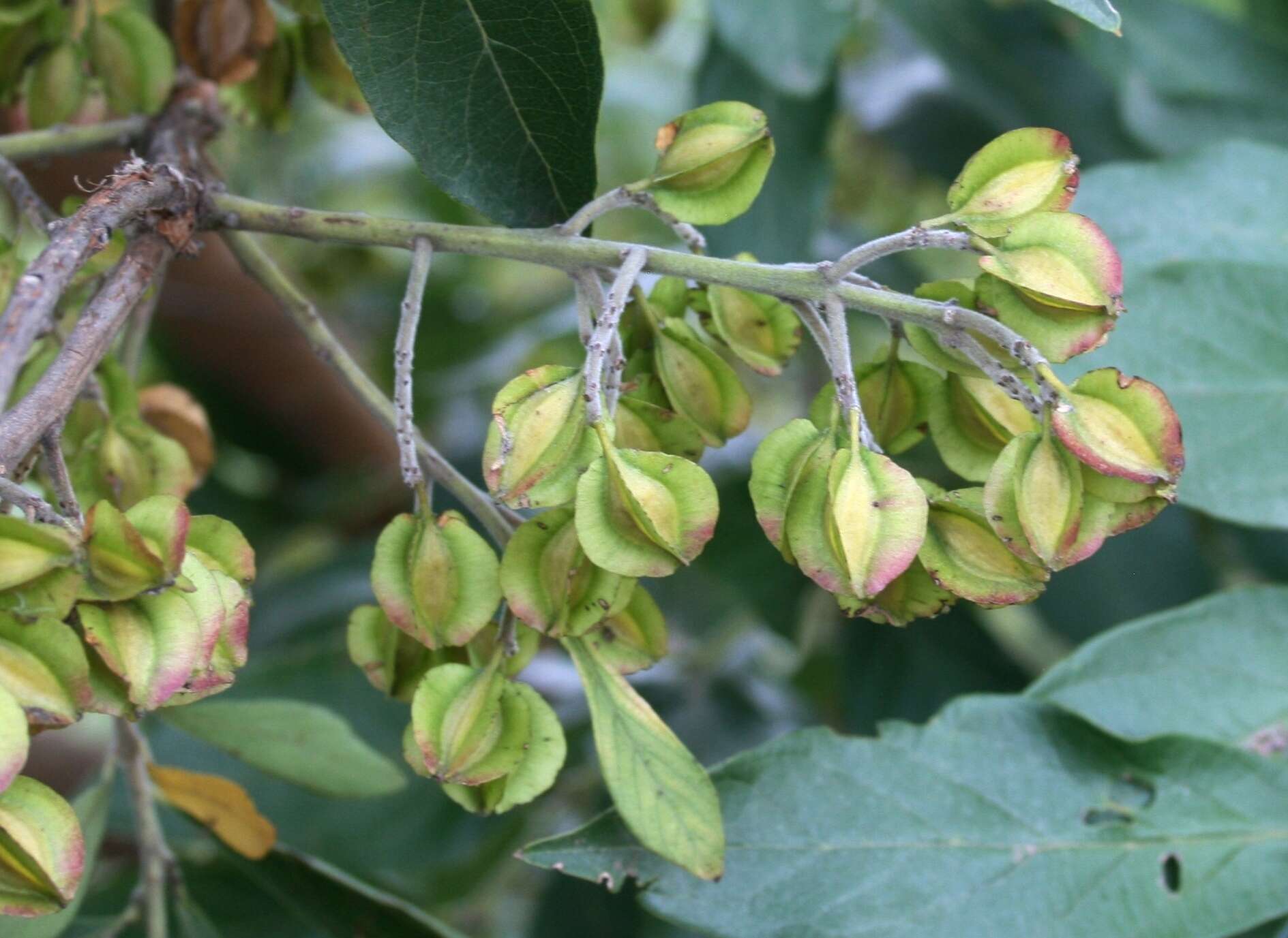 Imagem de Combretum erythrophyllum (Burch.) Sond.