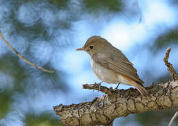 Image of Rusty-tailed Flycatcher