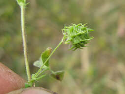 Слика од Medicago truncatula Gaertn.