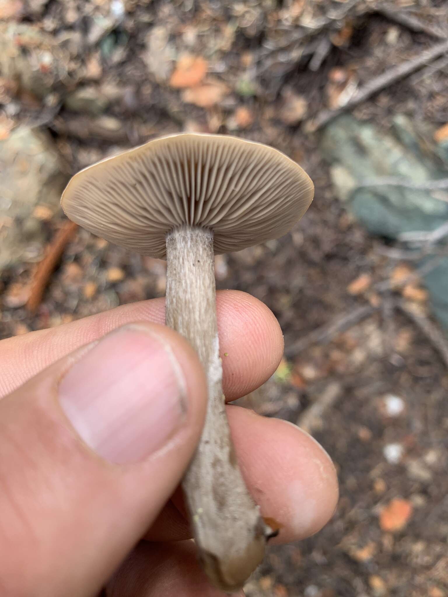 Image of Clitocybe glacialis Redhead, Ammirati, Norvell & M. T. Seidl 2000