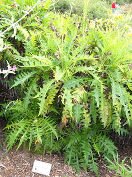 Image of Sonchus canariensis (Sch. Bip.) Boulos