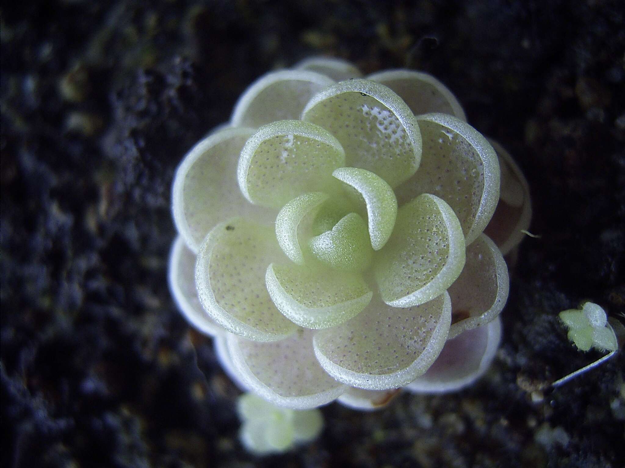 Image of Pinguicula esseriana B. Kirchner