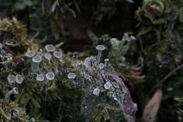 Image of cup lichen