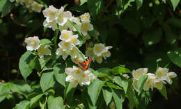 Image of sweet mock orange