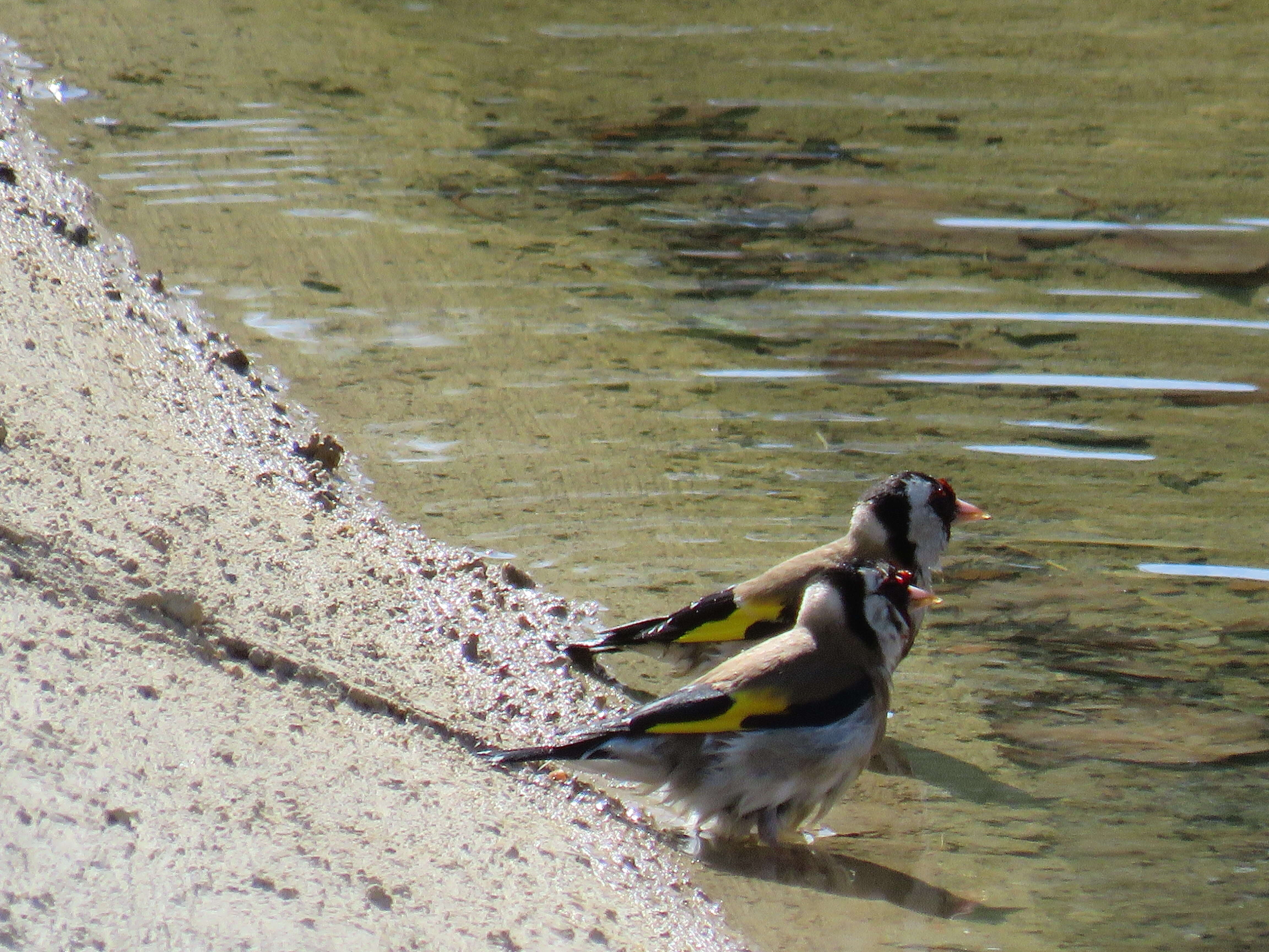 Image of European Goldfinch