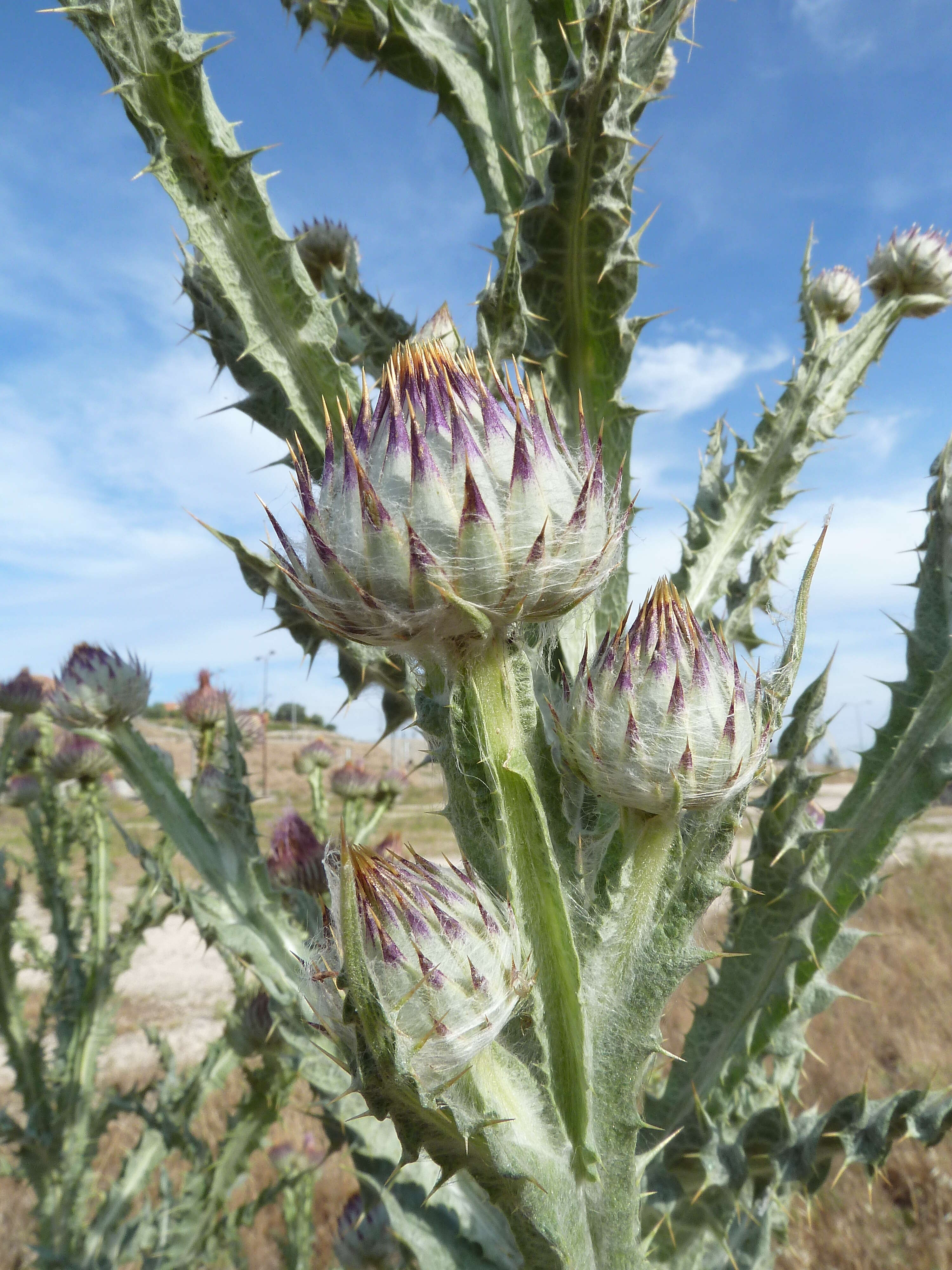 Image of Moor's Cotton Thistle