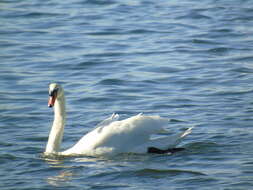 Image of Mute Swan